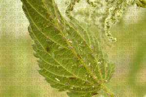Pucerons (Microlophium carnosum) sur une feuille d'ortie dioïque